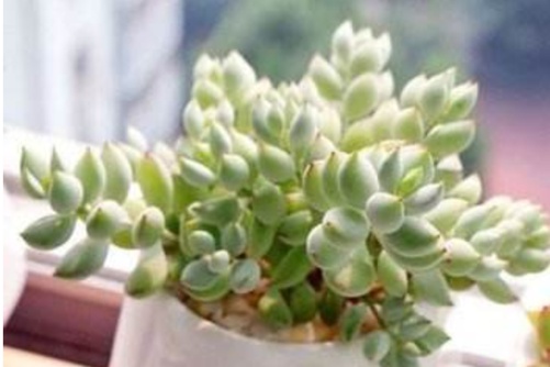 吃芹菜久久免费看少妇高潮a片特爽，一场营养与口感的奇妙之旅